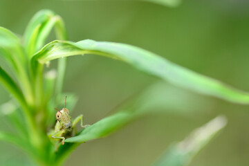 grasshopper on a leaf