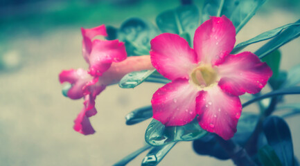 Pink flower blooming spring nature background