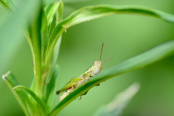grasshopper on a leaf