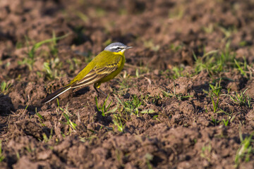 Western Yellow Wagtail (Motacilla flava)
