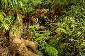 Closeup of fern in the botanic garden in Melbourne, Australia.