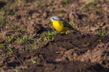 Western Yellow Wagtail (Motacilla flava)