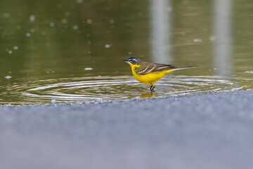 Western Yellow Wagtail (Motacilla flava)
