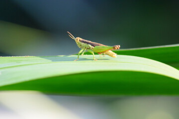 grasshopper on a leaf