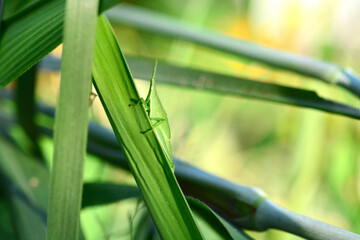 grasshopper on a leaf