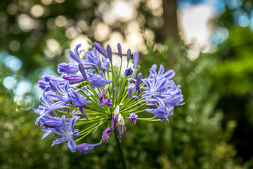 Beautiful flowers in the botanic garden in Melbourne, Australia.