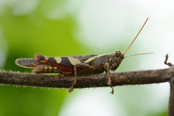close up of a grasshopper