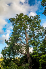 Beautiful old trees in the botanic garden of Melbourne, Australia.