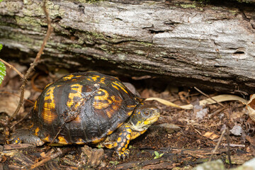 Eastern Box turtle - Terrapene carolina
