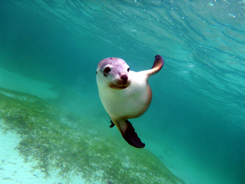 Australian Sea Lion Grace Underwater