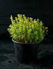 Thyme herb Thymus Citriodorus Aureo plant growing in plastic pot for sale