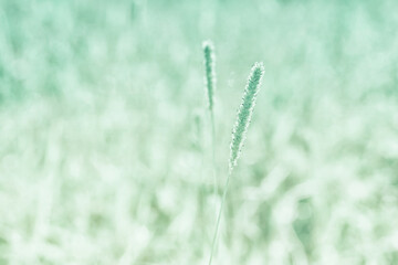 soft focus grass flower abstact spring ,summer  nature background