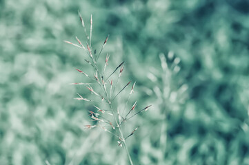 Soft focus small grass flower with green bokeh background