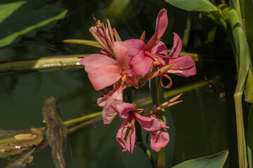 Rosa Teichorchidee 
