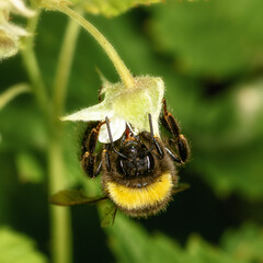 shaggy bumblebee sitting on a strawberry inflorescence, close-up