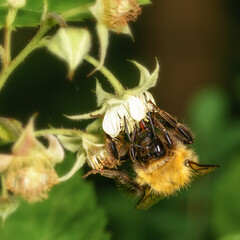 shaggy bumblebee sitting on a strawberry inflorescence, close-up