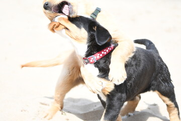 Puppy wrestling