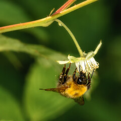 shaggy bumblebee sitting on a strawberry inflorescence, close-up