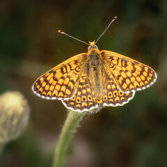 yellow butterfly on a branch top view, close-up