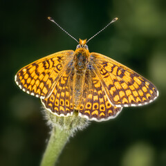yellow butterfly on a branch top view, close-up