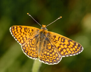 Fototapeta na wymiar yellow butterfly on a branch top view, close-up