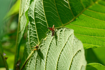 green grasshopper on a leaf