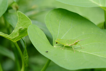 green grasshopper on a leaf