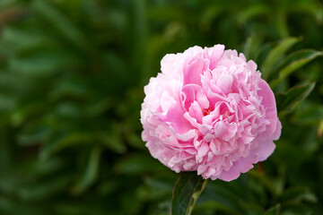 Paeonia lactiflora Sarah Bernhardt Peony flowers in spring garden