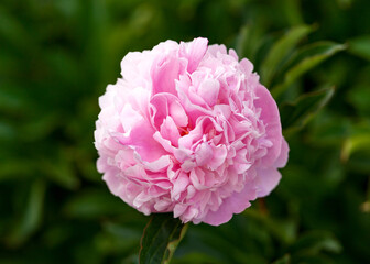 Paeonia lactiflora Sarah Bernhardt Peony flowers in spring garden
