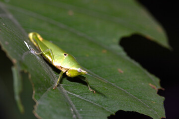 green grasshopper on a leaf