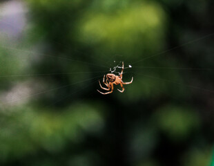 spider on web weaving