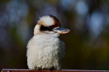 A laughing kookaburra