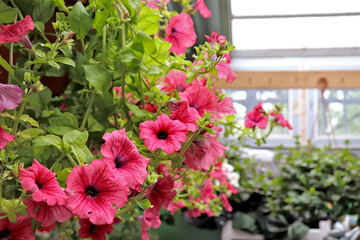 Fototapeta na wymiar Hanging braided flowers in pots. Petunias. Growing flowers in a greenhouse. Home gardening.