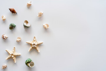 Seashells and starfishes on white background with copy space. Summer background.