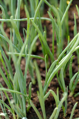 Spring green onions growing in spring garden
