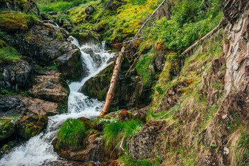 Scenic landscape with beautiful waterfall in forest among rich vegetation. Atmospheric woody scenery with fallen tree trunk in mountain creek. Spring water among wild plants and mosses on rocks.