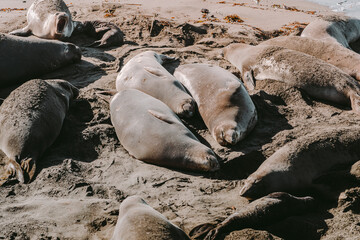 Sea lions lie on a sandy beach. Seals resting on the beach. Elephant seal vista point