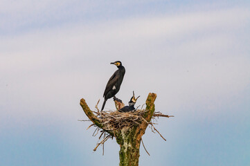 Cormorant on nest
