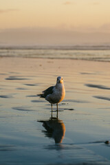 Portrait of a seagull in the setting sun on the sandy beach