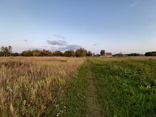 field of wheat