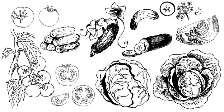 set of ink sketches of vegetables. hand drawn ink sketch. vector illustration