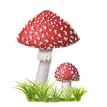 A group of watercolor fly agarics on grass isolated on white background 