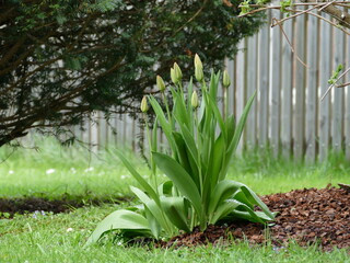 Tulpen 