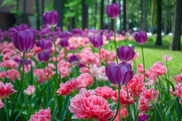 pink tulips in the garden background