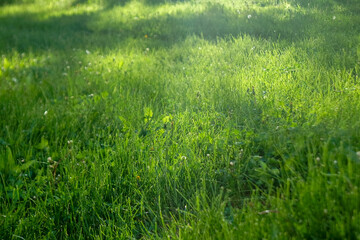 green grass background