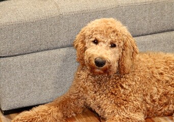 golden doodle laying