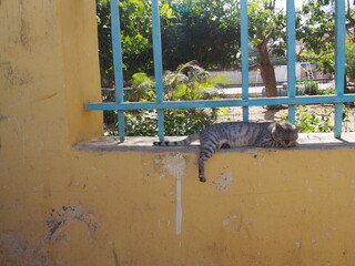 A cat taking a nap, Goree Island, Senegal
