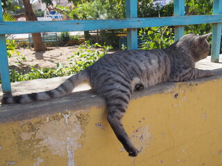 A cat taking a nap, Goree Island, Senegal
