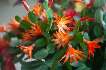 schlumbergera plant in blossom, red and pink flowers