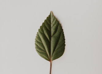 close up of green leaf on white background